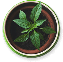 Home Potted Plant 1 1